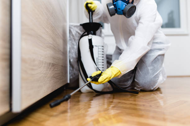 Best Flea Control Services  in Lacy Lakeview, TX