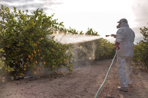 Best Pest Inspection Near Me  in Lacy Lakeview, TX