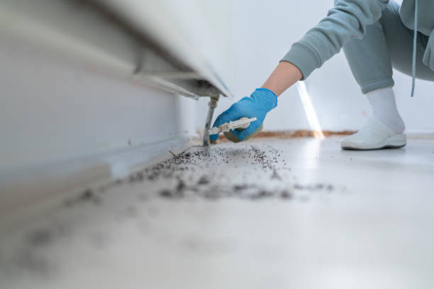 Trusted Lacy Lakeview, TX Pest Control Experts